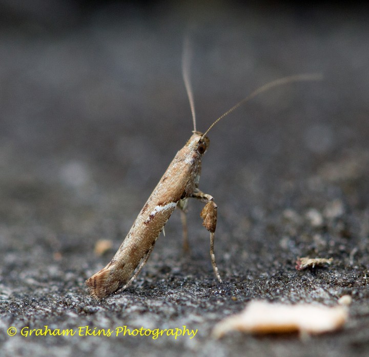 Caloptilia semifascia 3 Copyright: Graham Ekins