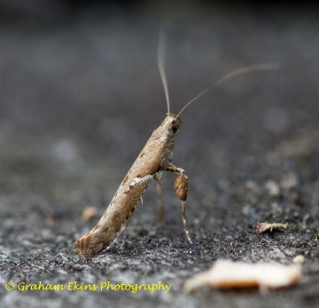 Caloptilia semifascia 3 Copyright: Graham Ekins