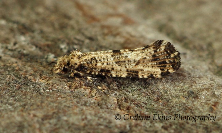 Morophaga choragella 4 Copyright: Graham Ekins