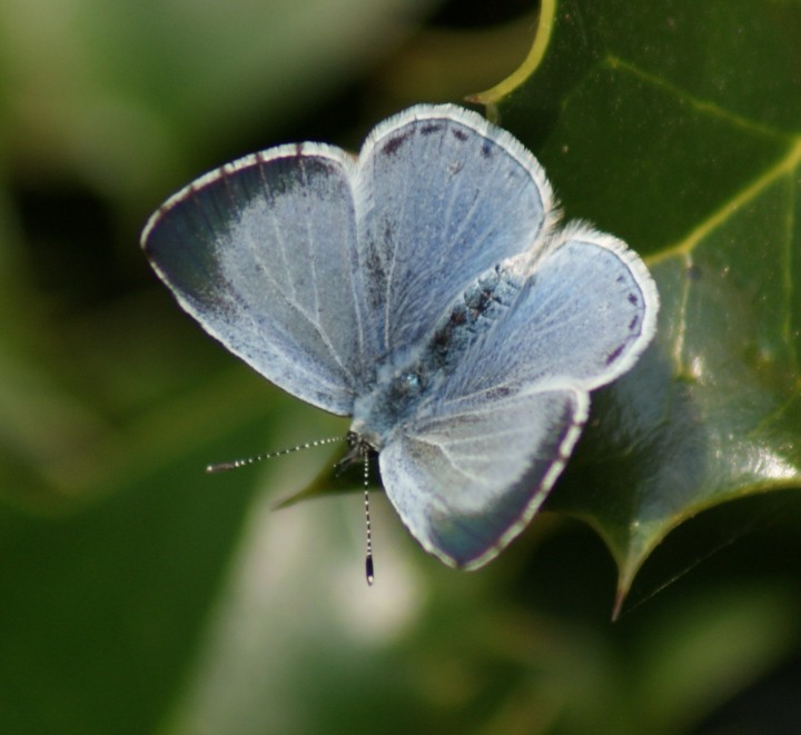 Holly Blue (female) Copyright: Robert Smith