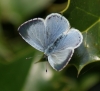 Holly Blue (female)