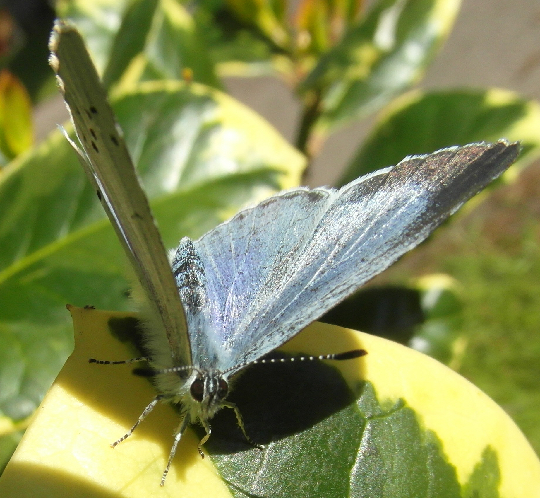 Holly Blue (3) Copyright: Justin Carroll