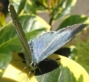 Holly Blue (3) Copyright: Justin Carroll