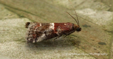 Acrobasis marmorea Copyright: Graham Ekins