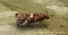 Acrobasis marmorea