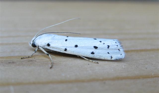 Thistle Ermine. Copyright: Stephen Rolls