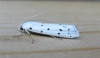 Thistle Ermine. Copyright: Stephen Rolls