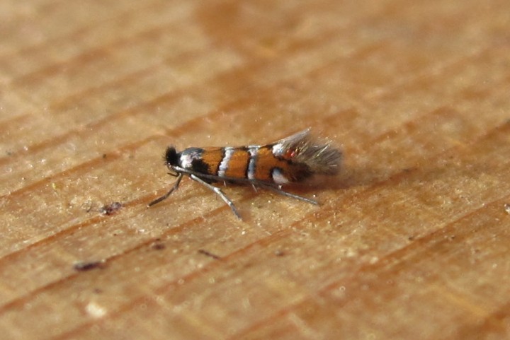 Phyllonorycter schreberella Copyright: Stephen Rolls