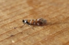 Phyllonorycter schreberella Copyright: Stephen Rolls