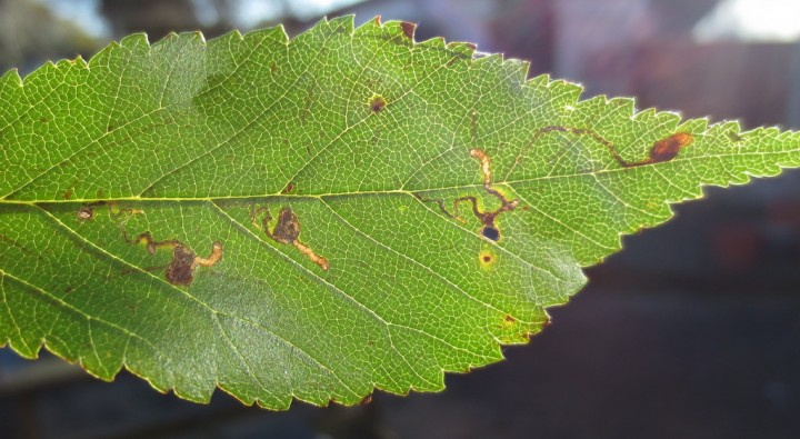 Bucculatrix albedinella mines. Copyright: Stephen Rolls