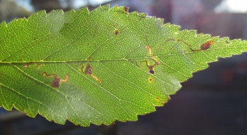 Bucculatrix albedinella mines. Copyright: Stephen Rolls