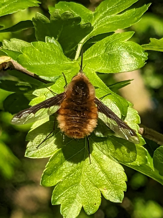 Dark edge Bee-fly Copyright: Peter Pearson