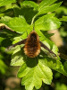 Dark edge Bee-fly  