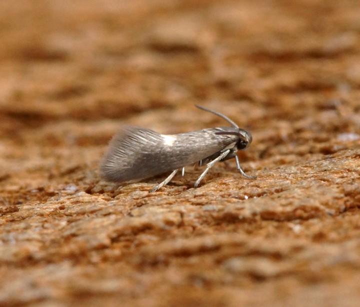 Heliozela sericiella Copyright: Ben Sale