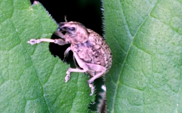 Weevil (Lioploeus tassulatus) Copyright: Peter Pearson