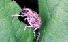 Weevil (Lioploeus tassulatus) 