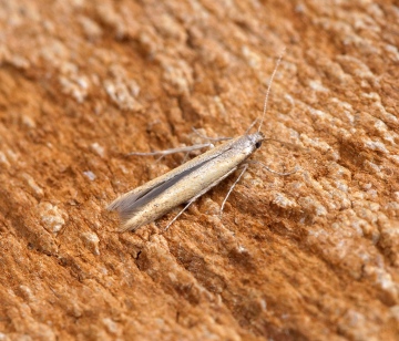 Batrachedra pinicolella Copyright: Ben Sale