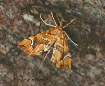 Musotima nitidalis 3 Copyright: Graham Ekins