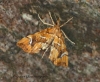 Musotima nitidalis 3