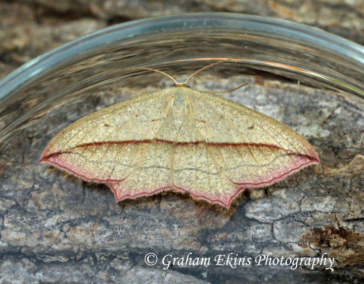 Blood Vein   Timandra comae Copyright: Graham Ekins