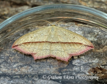 Blood Vein   Timandra comae Copyright: Graham Ekins