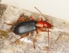 Brachinus crepitans Copyright: Peter Harvey