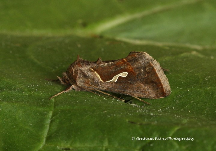 Macdunnoughia confusa  Dewick's Plusia 4 Copyright: Graham Ekins