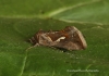 Macdunnoughia confusa  Dewick's Plusia 4