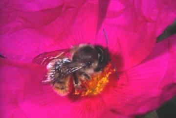 Osmia rufa Copyright: Peter Harvey