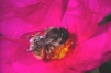 Osmia rufa 