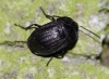 Silpha atrata - black form