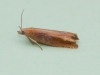 Eucosma obumbratana 3