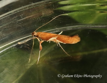 Caloptilia stigmatella 2 Copyright: Graham Ekins