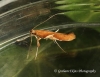 Caloptilia stigmatella 2 Copyright: Graham Ekins