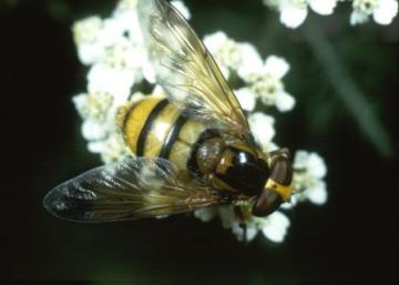 Volucella inanis Copyright: Peter Harvey