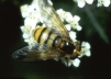 Volucella inanis Copyright: Peter Harvey