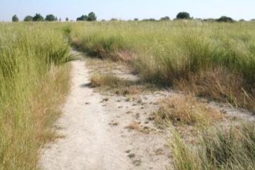 East Tilbury-footpath nesting area Copyright: Peter Harvey