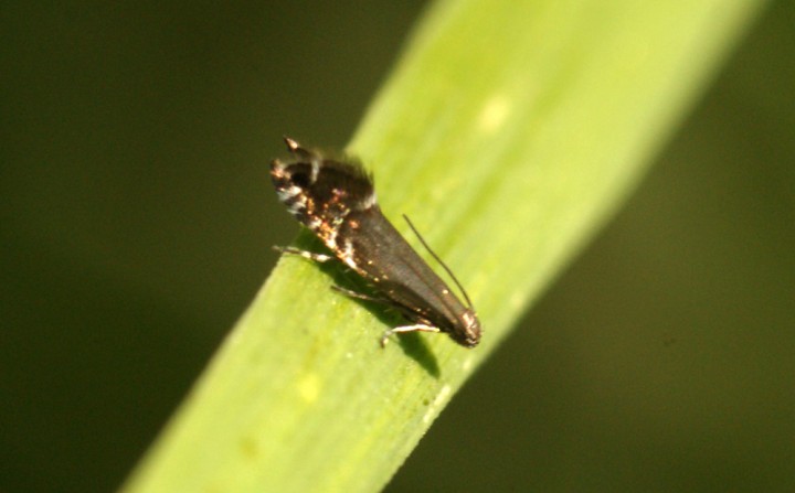 Cock's-foot Moth (Glyphipterix simpliciella) 2 Copyright: Ben Sale