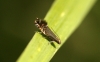 Cock's-foot Moth (Glyphipterix simpliciella) 2