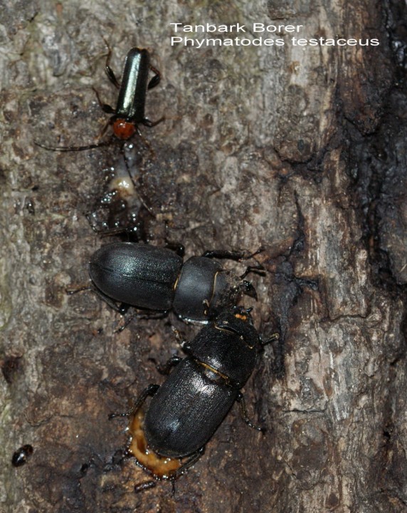 Dorcus parallelipipedus 01 Copyright: Robert Smith