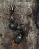 Dorcus parallelipipedus 01