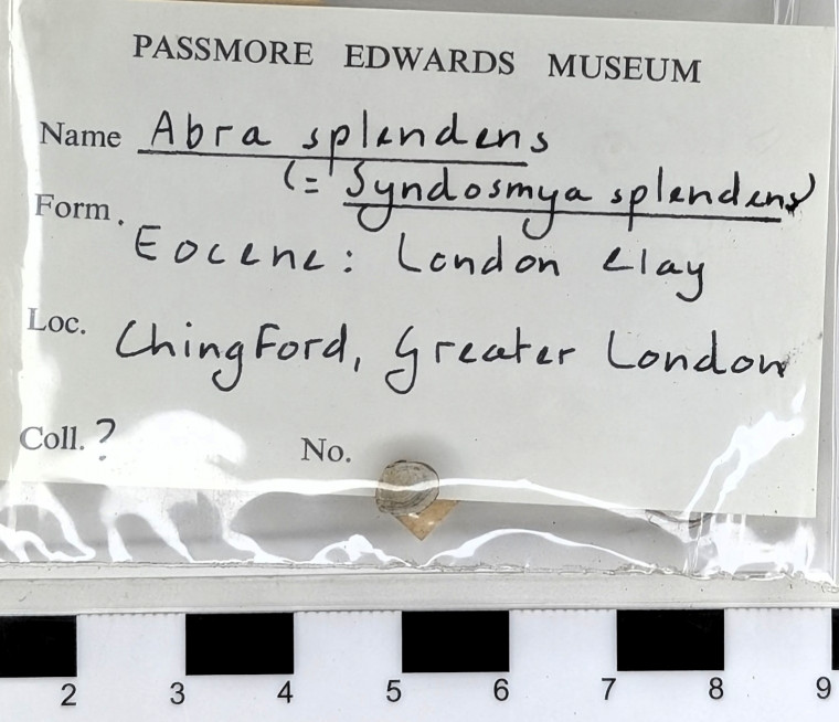 Chingford London Clay Fossils Abra splendens bivalves Copyright: Arthur Wrigley Collection