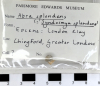 Chingford London Clay Fossils Abra splendens bivalves 