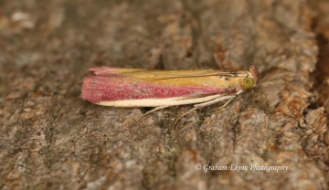 Oncocera semirubella 7 Copyright: Graham Ekins