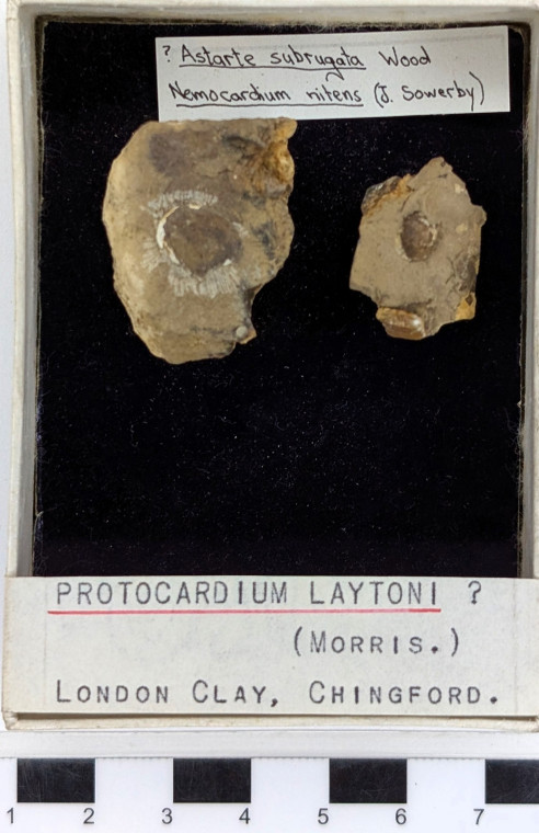 Chingford London Clay Fossils Astarte subrugata bivalve Copyright: Arthur Wrigley Collection