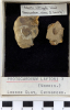 Chingford London Clay Fossils Astarte subrugata bivalve