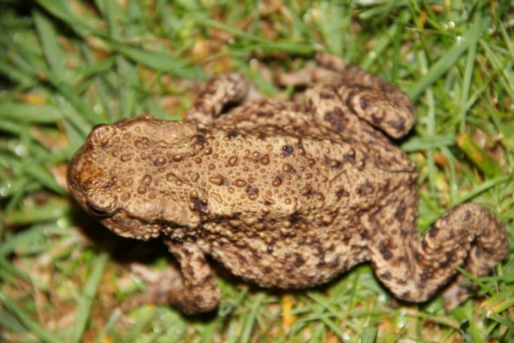 Common toad Copyright: Peter Harvey