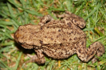 Common toad Copyright: Peter Harvey