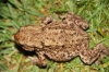 Common toad Copyright: Peter Harvey