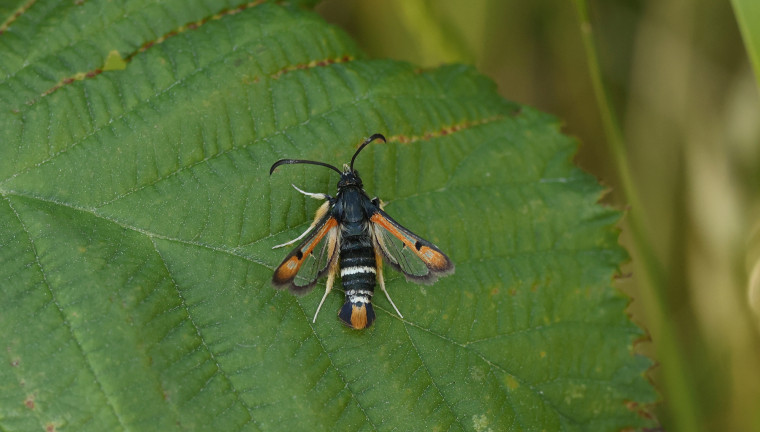 Fiery Clearwing Copyright: Steve Arlow